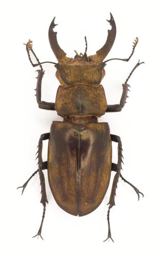 Lucanus sericeus sericeus